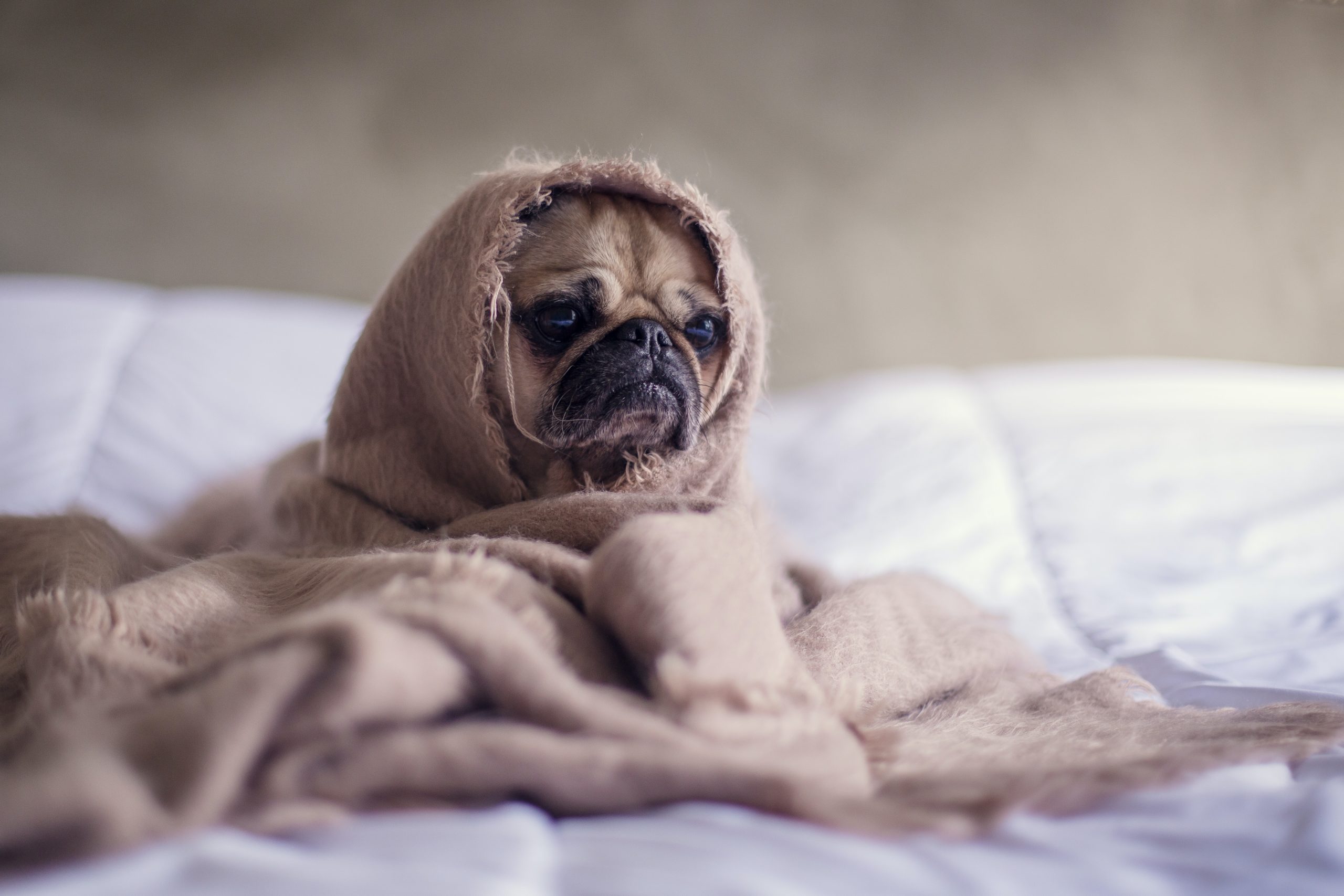 pug dog in duvet sleep